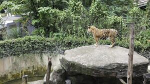BBKSDA Jabar Jelaskan Kronologi Kematian 2 Anak Harimau di Kebun Binatang Bandung
