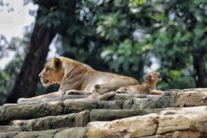 Lelang Pengelola Kebun Binatang Bandung Dikebut, Akhir Mei Sudah Ada Pengelola Baru